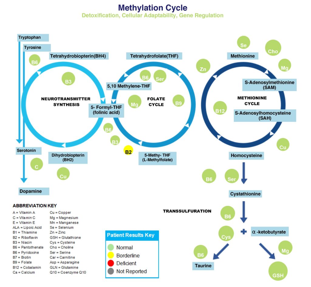 Methylation Cycle
